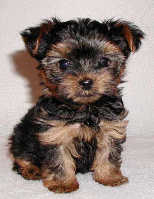 yorkie-yorkshire-terrier-puppy